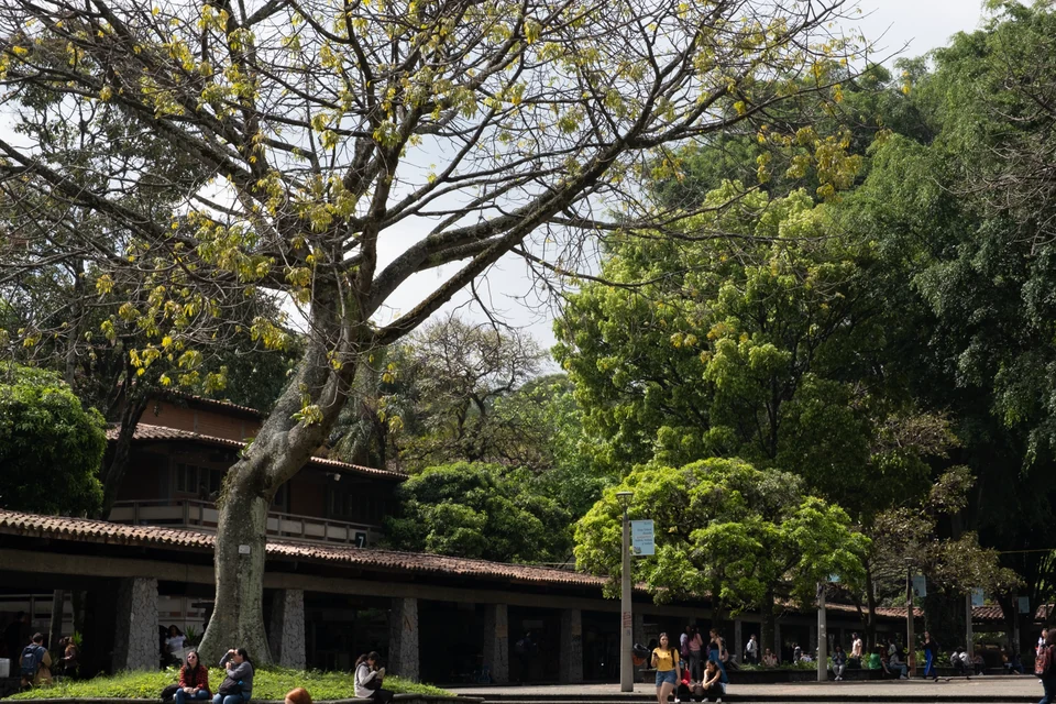 A spreading tree above an open courtyard.