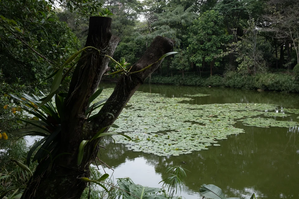Lush trees over a quiet pond in Colombia.